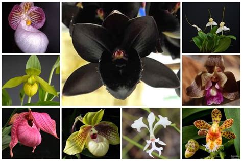Orquideas raras PenalbaWeb.com