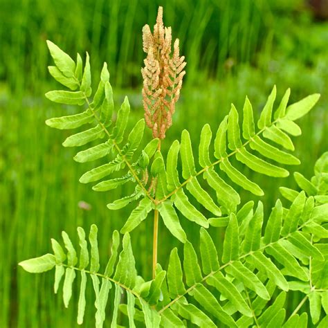 Osmunda PenalbaWeb.com