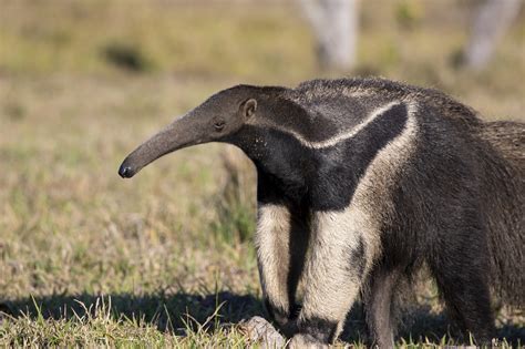 Oso gigante PenalbaWeb.com