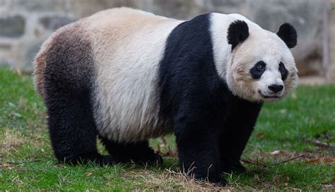 Oso panda real PenalbaWeb.com