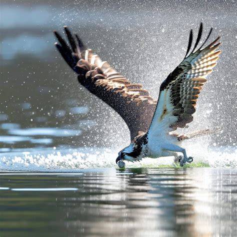 Osprey PenalbaWeb.com