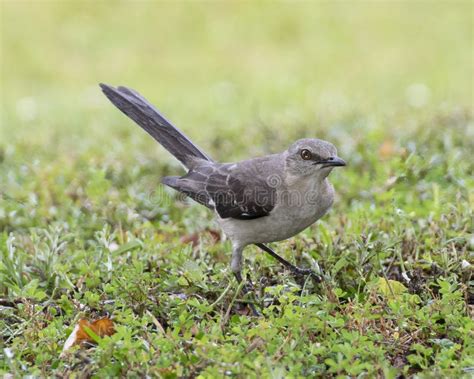 Pajaro burlon PenalbaWeb.com