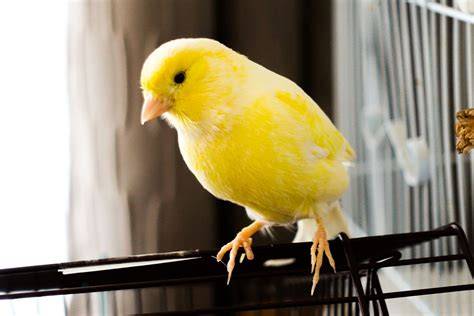 Pajaros canarios PenalbaWeb.com