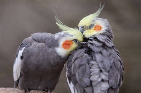 Pajaros ninfas PenalbaWeb.com