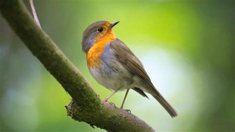 Pajaros PenalbaWeb.com