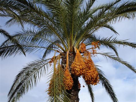 Palmera datilera PenalbaWeb.com