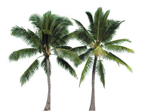Palmeras arboles PenalbaWeb.com