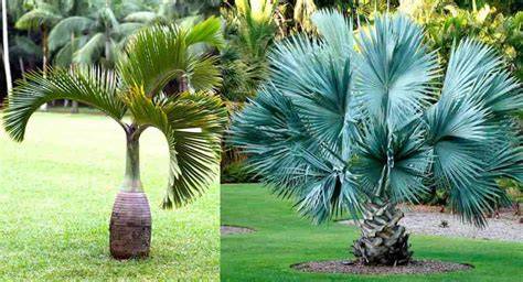 Palmeras jardin PenalbaWeb.com