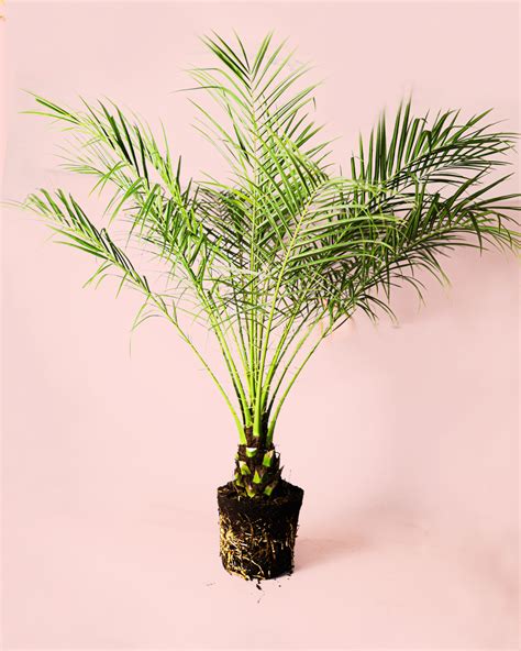 Palmeras phoenix PenalbaWeb.com