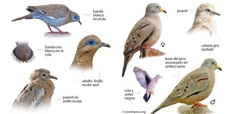 Palomas PenalbaWeb.com