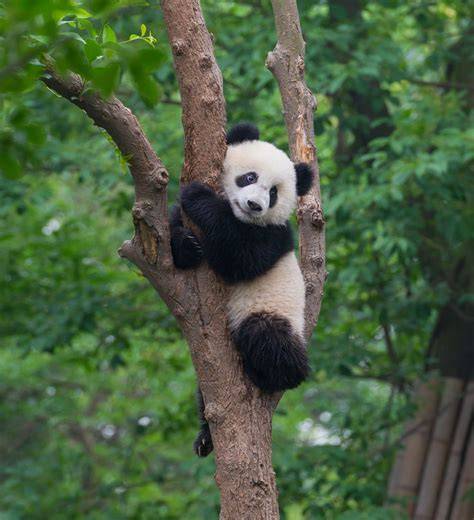 Panda animal PenalbaWeb.com