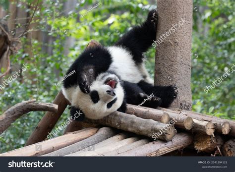 Panda PenalbaWeb.com