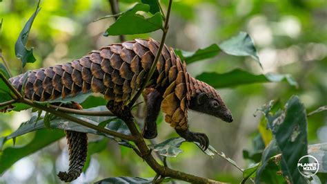Pangolin PenalbaWeb.com