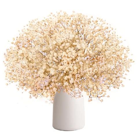 Paniculata seca PenalbaWeb.com