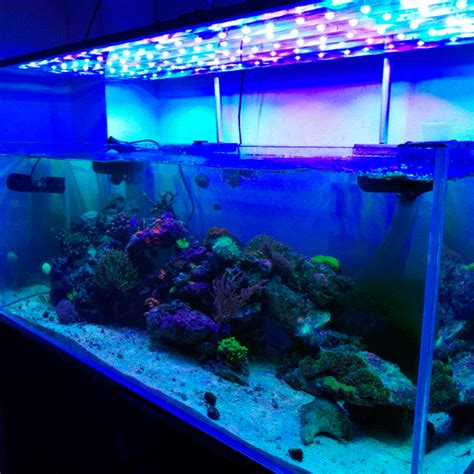 Pantalla led acuario marino PenalbaWeb.com