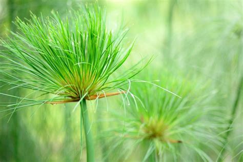 Papiro planta PenalbaWeb.com