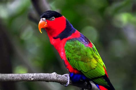 Parrot PenalbaWeb.com