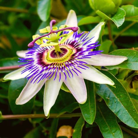 Passiflora PenalbaWeb.com