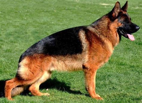 Pastor aleman belleza PenalbaWeb.com