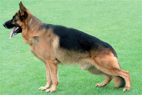 Pastor aleman pelo corto PenalbaWeb.com