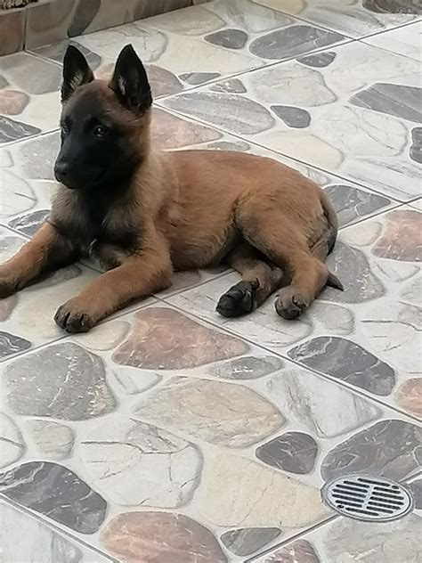 Pastor belga regalo PenalbaWeb.com