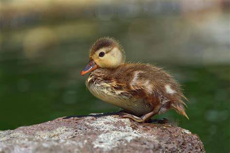 Patito PenalbaWeb.com
