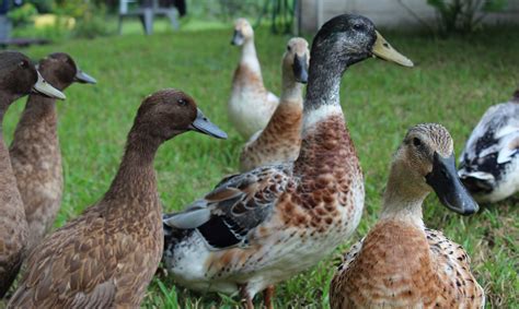 Patos PenalbaWeb.com