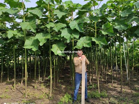 Paulownia planta PenalbaWeb.com