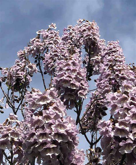 Paulownia PenalbaWeb.com