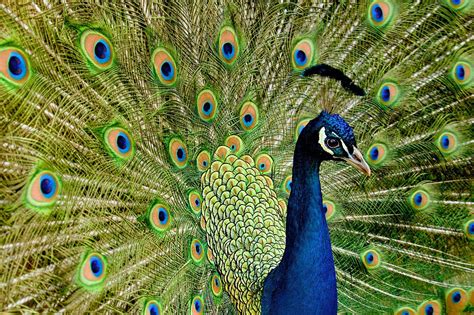 Pavo real PenalbaWeb.com