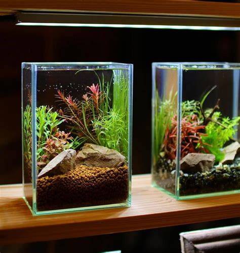 Peceras para bettas PenalbaWeb.com