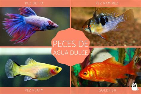 Peces acuario agua dulce PenalbaWeb.com
