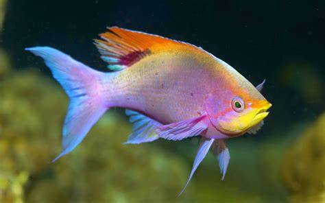 Peces agua dulce PenalbaWeb.com