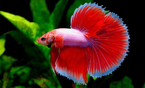 Peces betta PenalbaWeb.com