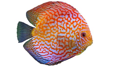 Peces disco PenalbaWeb.com