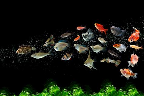 Peces ornamentales PenalbaWeb.com
