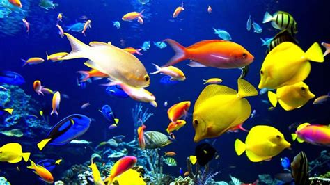 Peces tropicales PenalbaWeb.com