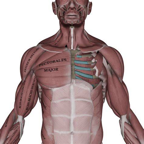 Pectoral PenalbaWeb.com