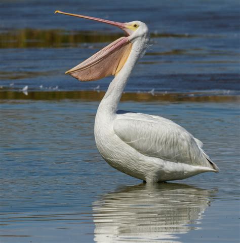 Pelican PenalbaWeb.com