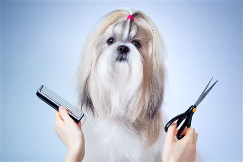 Peluqueria canina PenalbaWeb.com