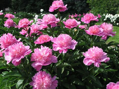 Peonia PenalbaWeb.com