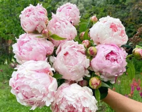 Peonias PenalbaWeb.com