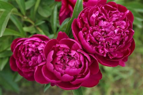 Peony PenalbaWeb.com