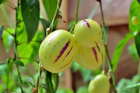Pepino PenalbaWeb.com
