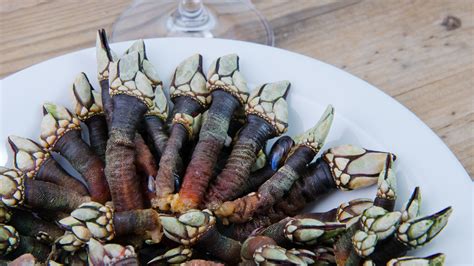 Percebes PenalbaWeb.com