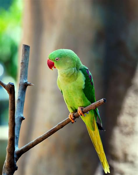 Perico PenalbaWeb.com