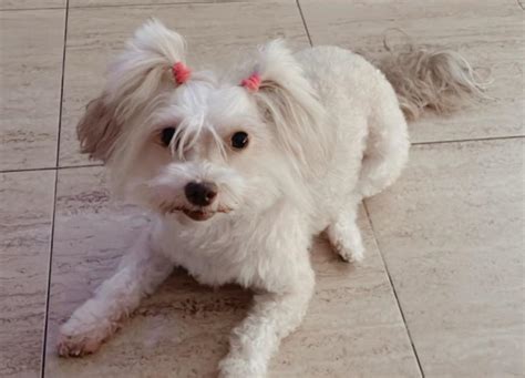 Perrita PenalbaWeb.com