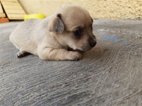 Perrito PenalbaWeb.com