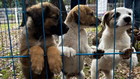 Perritos adopcion PenalbaWeb.com