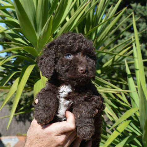 Perro agua cachorro PenalbaWeb.com